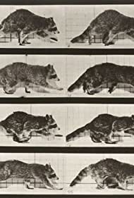 Смотреть Raccoon Walking (1887) онлайн в HD качестве 720p