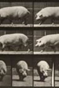 Смотреть Pig Walking (1887) онлайн в HD качестве 720p