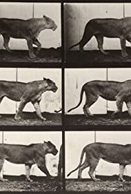 Смотреть Lioness Walking (1887) онлайн в HD качестве 720p