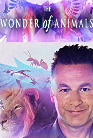 Смотреть BBC. Чудеса животного мира (2014) онлайн в Хдрезка качестве 720p