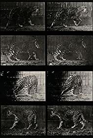 Смотреть Leopard Walking (1887) онлайн в HD качестве 720p