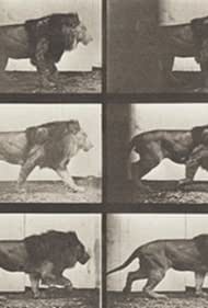 Смотреть Lion Walking (1887) онлайн в HD качестве 720p
