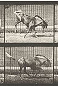 Смотреть Gnu Bucking and Galloping (1887) онлайн в HD качестве 720p