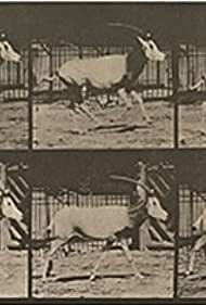 Смотреть Orex Galloping (1887) онлайн в HD качестве 720p