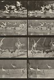 Смотреть Storks, Swans, etc. (1887) онлайн в HD качестве 720p