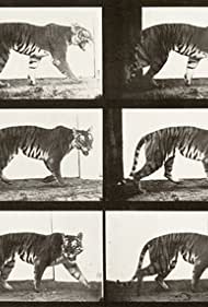 Смотреть Tigress Walking (1887) онлайн в HD качестве 720p