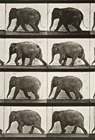 Смотреть Elephant Walking (1887) онлайн в HD качестве 720p