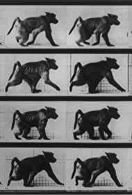 Смотреть Baboon Walking on All Fours (1887) онлайн в HD качестве 720p