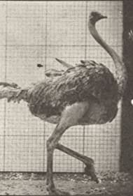 Смотреть Ostrich Walking (1887) онлайн в HD качестве 720p