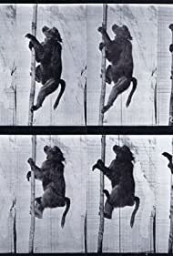 Смотреть Baboon Climbing a Pole (1887) онлайн в HD качестве 720p