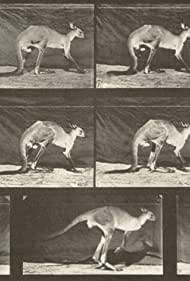 Смотреть Kangaroo Walking on All Fours, Changing to Jumping (1887) онлайн в HD качестве 720p